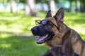 Cute Dog Portrait with Sunglasses. German Shepherd Royalty Free Stock Photo