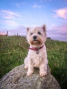 Cute dog portrait of west highland white westie terrier at sunset with pastel colors in sky