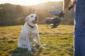 Cute dog posing for filming on meadow Royalty Free Stock Photo