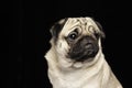 Cute dog pug breed looking away and making funny and angry face Royalty Free Stock Photo