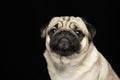 Cute dog pug breed looking away and making funny face Royalty Free Stock Photo