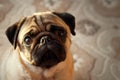 Cute dog Pug breed looking at camera with funny face feeling so happiness, Dog Pug Concept Royalty Free Stock Photo