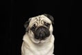 Cute dog pug breed looking camera Royalty Free Stock Photo