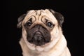 Cute dog pug breed looking camera and making funny face isolated on black background Royalty Free Stock Photo