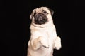 Cute dog pug breed looking camera and making funny face isolated on black background Royalty Free Stock Photo