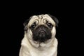 Cute dog pug breed looking camera Royalty Free Stock Photo