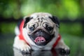 cute dog pug breed making funny face feeling so happiness