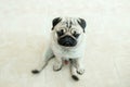 cute dog pug breed sitting on ground Royalty Free Stock Photo