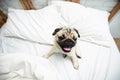 Cute dog pug breed smile and lying on bed and looking at camera Royalty Free Stock Photo