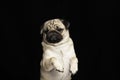 Cute dog pug breed standing looking camera Royalty Free Stock Photo