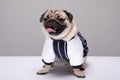 Cute dog pug breed standing and making funny or serious face feeling happiness