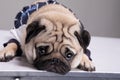 Cute dog pug breed standing and making funny or serious face feeling happiness