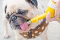 Cute dog pug drinking water from a pet water bottle, dog short nose issue. Royalty Free Stock Photo