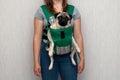 Cute dog pug sitting in the ergo device babycarrier or sling kangaroo carrier. Pet dog like a baby. Happy parenting. Concept