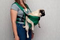 Cute dog pug sitting in the ergo device babycarrier or sling kangaroo carrier. Pet dog like a baby. Happy parenting. Concept