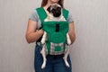 Cute dog pug sitting in the ergo device babycarrier or sling kangaroo carrier. Pet dog like a baby. Happy parenting. Concept