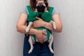 Cute dog pug sitting in the ergo device babycarrier or sling kangaroo carrier. Pet dog like a baby. Happy parenting. Concept