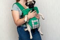 Cute dog pug sitting in the ergo device babycarrier or sling kangaroo carrier. Pet dog like a baby. Happy parenting. Concept