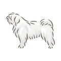 Cute dog Puli breed pedigree vector illustration