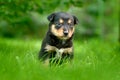 Cute dog pup sitting in the green grass. Animal in the garden. Unhappy young cub dog without mother. Small whelp with tip up ears. Royalty Free Stock Photo