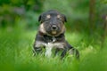 Cute dog pup sitting in the green grass. Animal in the garden. Unhappy young cub dog without mother. Small whelp with tip up ears Royalty Free Stock Photo