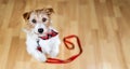 Cute dog puppy begging for a walk with her leash Royalty Free Stock Photo