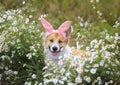 Cute dog puppy Corgi sits in a Sunny meadow with daisies in pink Easter Bunny ears