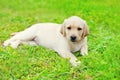 Cute dog puppy Labrador Retriever lying resting Royalty Free Stock Photo