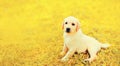 Cute dog puppy Labrador Retriever lying resting on the grass in autumn park Royalty Free Stock Photo