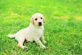 Cute dog puppy Labrador Retriever lying resting on grass Royalty Free Stock Photo