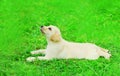 Cute dog puppy Labrador Retriever lying resting on the grass in summer park Royalty Free Stock Photo