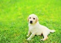 Cute dog puppy Labrador Retriever lying resting on the grass in summer park Royalty Free Stock Photo