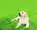 Cute dog puppy Labrador Retriever lying resting on the grass in summer park Royalty Free Stock Photo