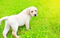 Cute dog puppy Labrador Retriever is walking on the grass in a sunny summer day