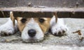 Cute dog puppy looking behind a fence Royalty Free Stock Photo