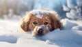 Cute dog puppy lying in the snow. Blurry background