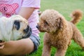 Cute dog puppy pug against Poodle on green field