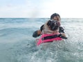 Cute dog puppy pug fear and afraid water swim on beach, Koh Kood , Thailand. (Kood Island, Trat province) Royalty Free Stock Photo