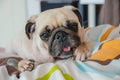 Cute dog puppy pug gnaw Succulent bone in room Royalty Free Stock Photo