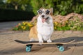 Cute dog puppy redhead  pembroke welsh corgi, dressed in star-shaped sunglasses, standing  a skateboard on the street for a summer Royalty Free Stock Photo