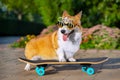 Cute dog puppy redhead  pembroke welsh corgi in holiday glasses in the shape of a dollar standing  a skateboard on the street for Royalty Free Stock Photo