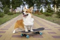 Cute dog puppy redhead pembroke welsh corgi standing a skateboard on the street for a summer walk in the park, smiling, sticking o