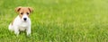 Cute dog puppy sitting in the grass, pet training banner Royalty Free Stock Photo