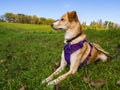 Dog in Purple Harness Laying in Green Grass Lawn