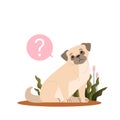 Cute dog with question mark. Pug with confusion emotion.
