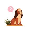 Cute dog with question mark. Purebread basset hound with confusion