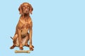 Cute dog with rawhide chew bone studio portrait over blue background. Beautiful dog and a natural rawhide bone.