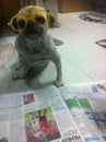 Cute dog reading news paper