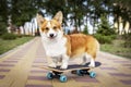 Cute dog redhead pembroke welsh corgi standing a skateboard on the street for a summer walk in the park Royalty Free Stock Photo