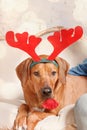 Cute dog with reindeer antlers on background of Christmas tree. Happy New Year Royalty Free Stock Photo